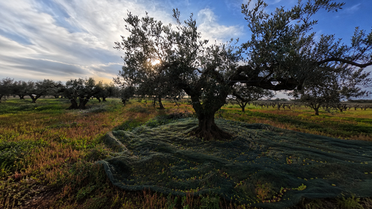 Raccolta a mano delle olive in un uliveto siciliano — il processo produttivo che determina la qualità dell'olio extravergine